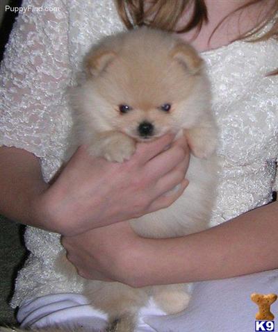 Dogs for Sale in PA